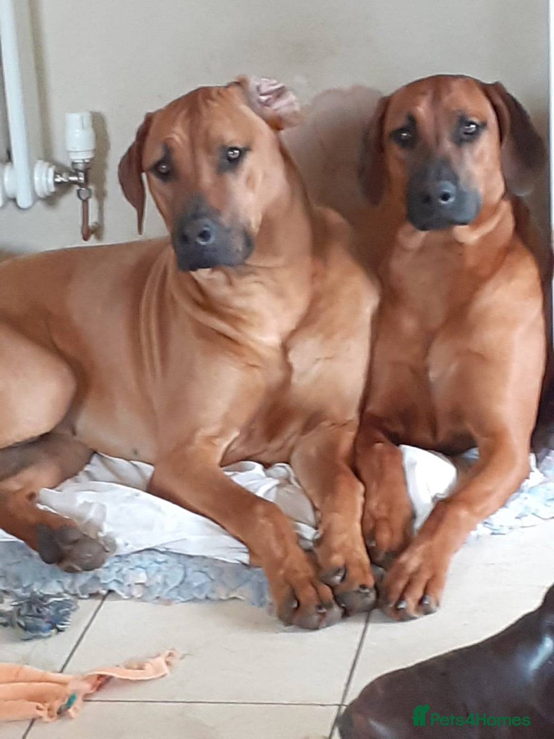 Rhodesian Ridgeback dogs for stud: (Our Duke) in Leominster - Image 14