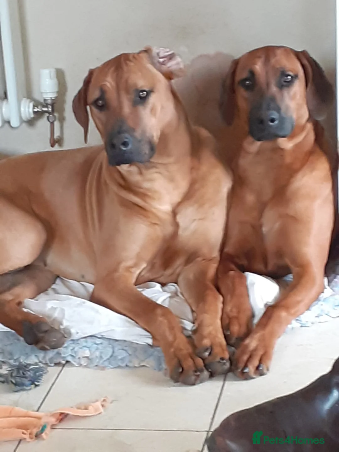 Rhodesian Ridgeback dogs for stud: (Our Duke) in Leominster - Advert 14