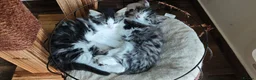 Mixed Breed cats for sale: Fluffy kittens for sale - Advert 37