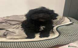 Cavapoochon dogs for sale: Gorgeous litter of Cavapoochon  - Image 1