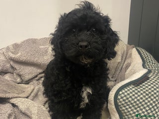 Cavapoochon dogs - Advert 4