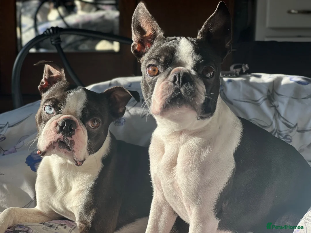 Boston Terrier dogs for sale: 🐾KC registered Boston Terrier Puppies 🐾 in Wrexham - Advert 8