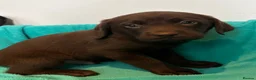 Labrador Retriever dogs for sale: Gorgeous Labrador puppies  in Ingatestone - Advert 10