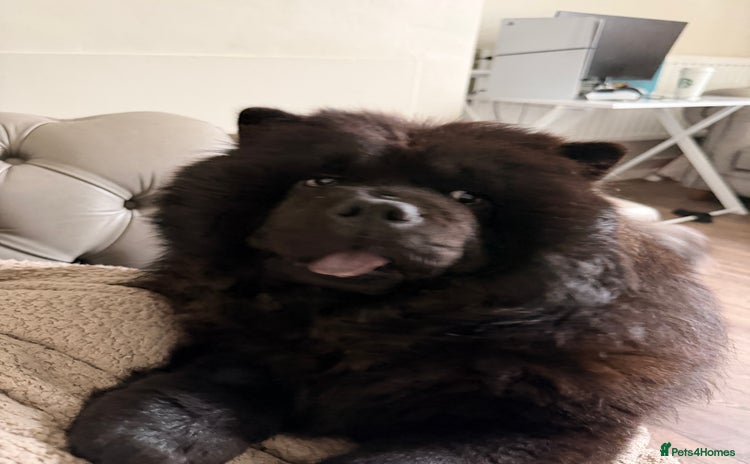 Chow Chow dogs - Advert 1