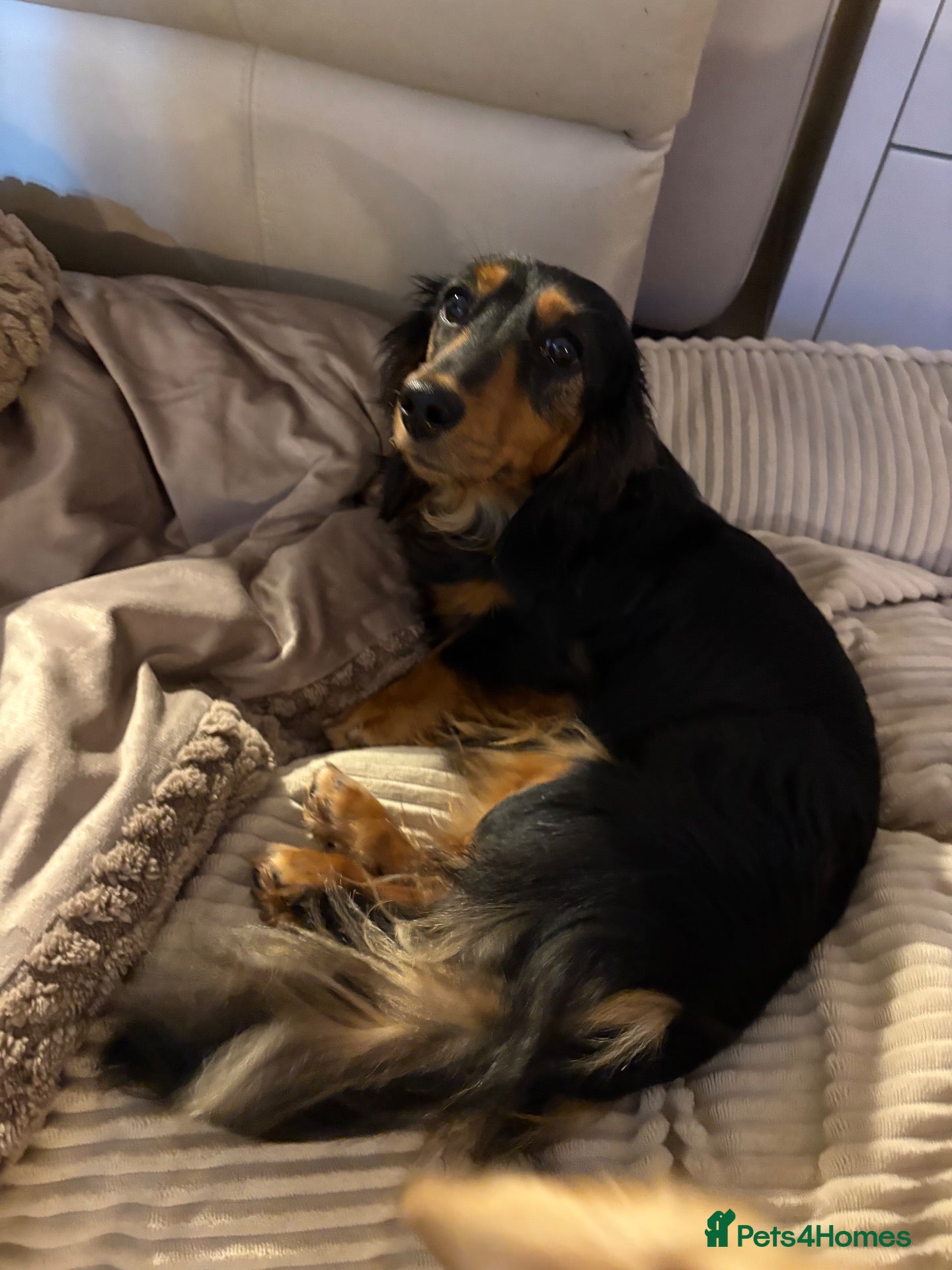 Dachshund dogs for sale: Miniature longhaired dachshund  - Advert 8