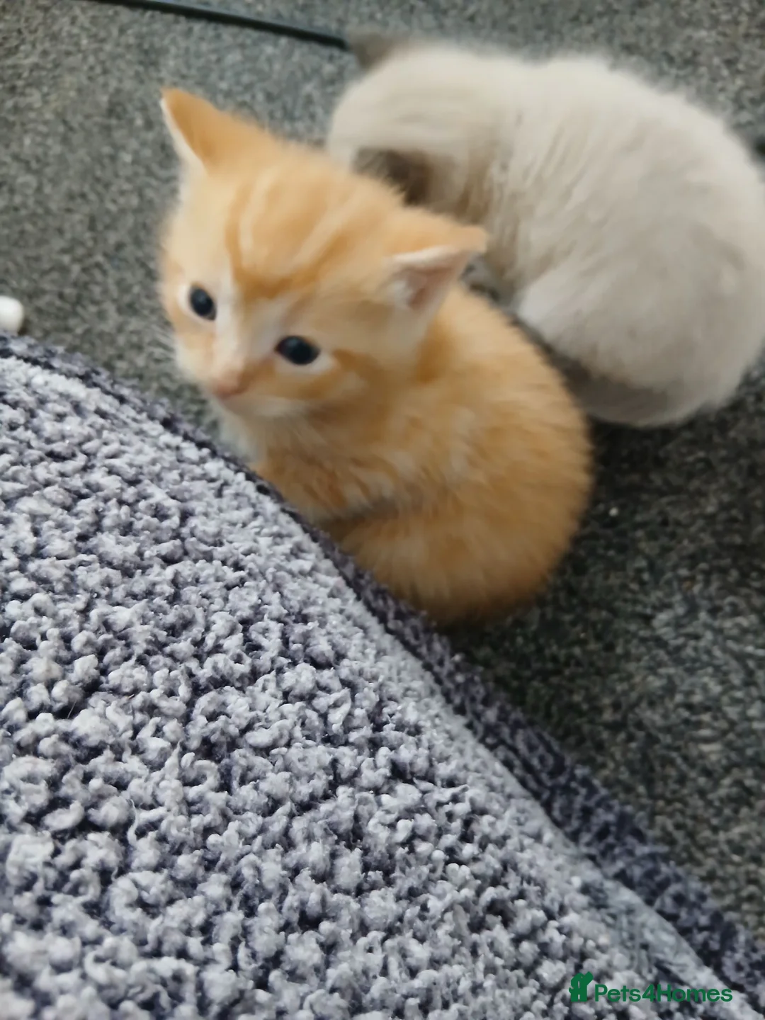 Mixed Breed cats for sale: Blended Ragdoll kittens - Advert 2