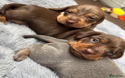 Miniature Dachshund dogs for sale: Miniature dachshund puppies - Image 5