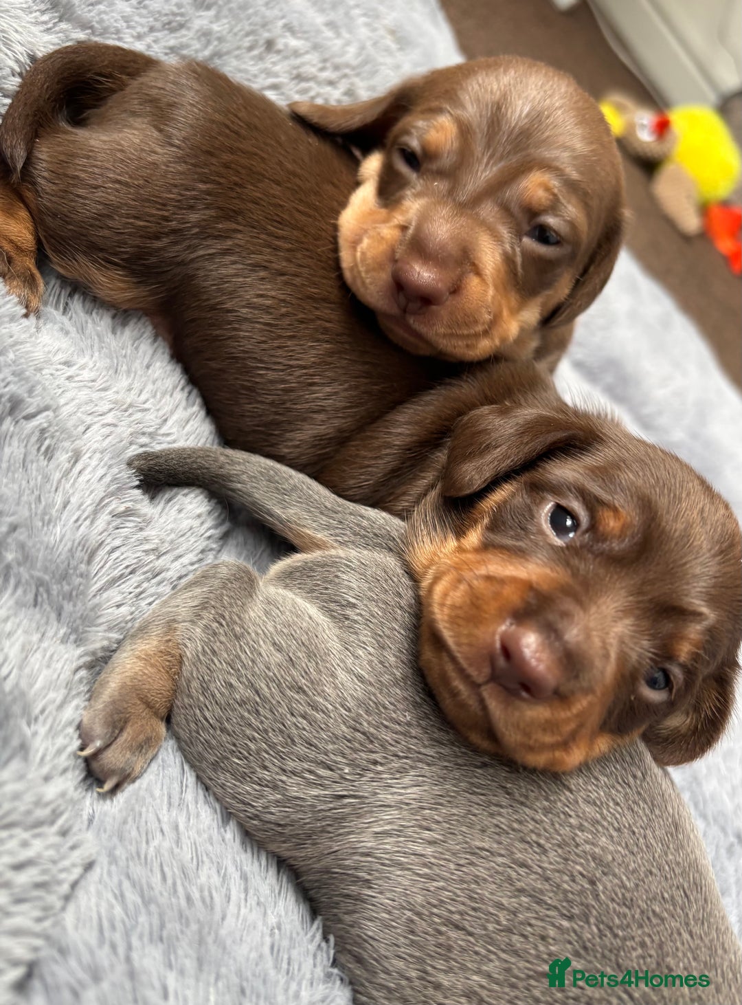 Miniature Dachshund dogs for sale: Miniature dachshund puppies - Image 5