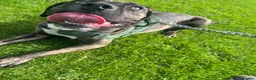 Mixed Breed dogs for sale: Odin (Cane Corso X) - Advert 3