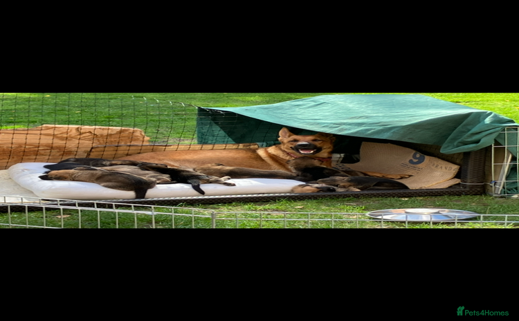 German Shepherd dogs - Advert 12