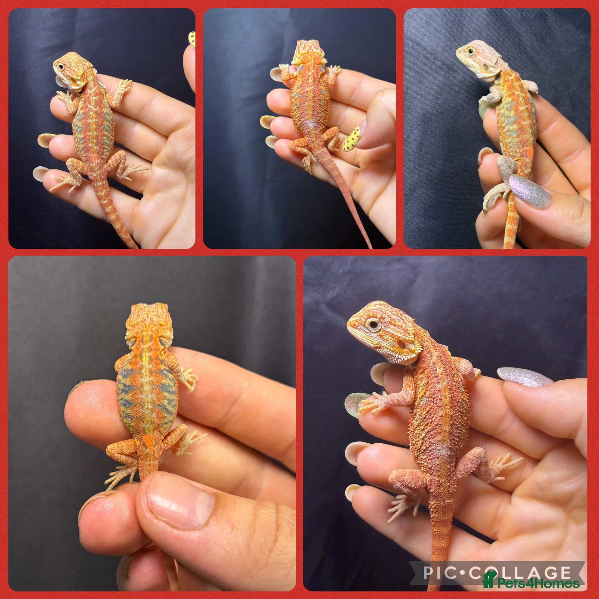 Bearded Dragon reptiles Hypo, Trans Blue bar leatherback and standard back - Advert 1