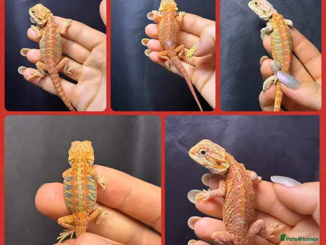 Bearded Dragon reptiles for sale: *Ready to go* Red + Orange Hypo Translucent - Advert 1
