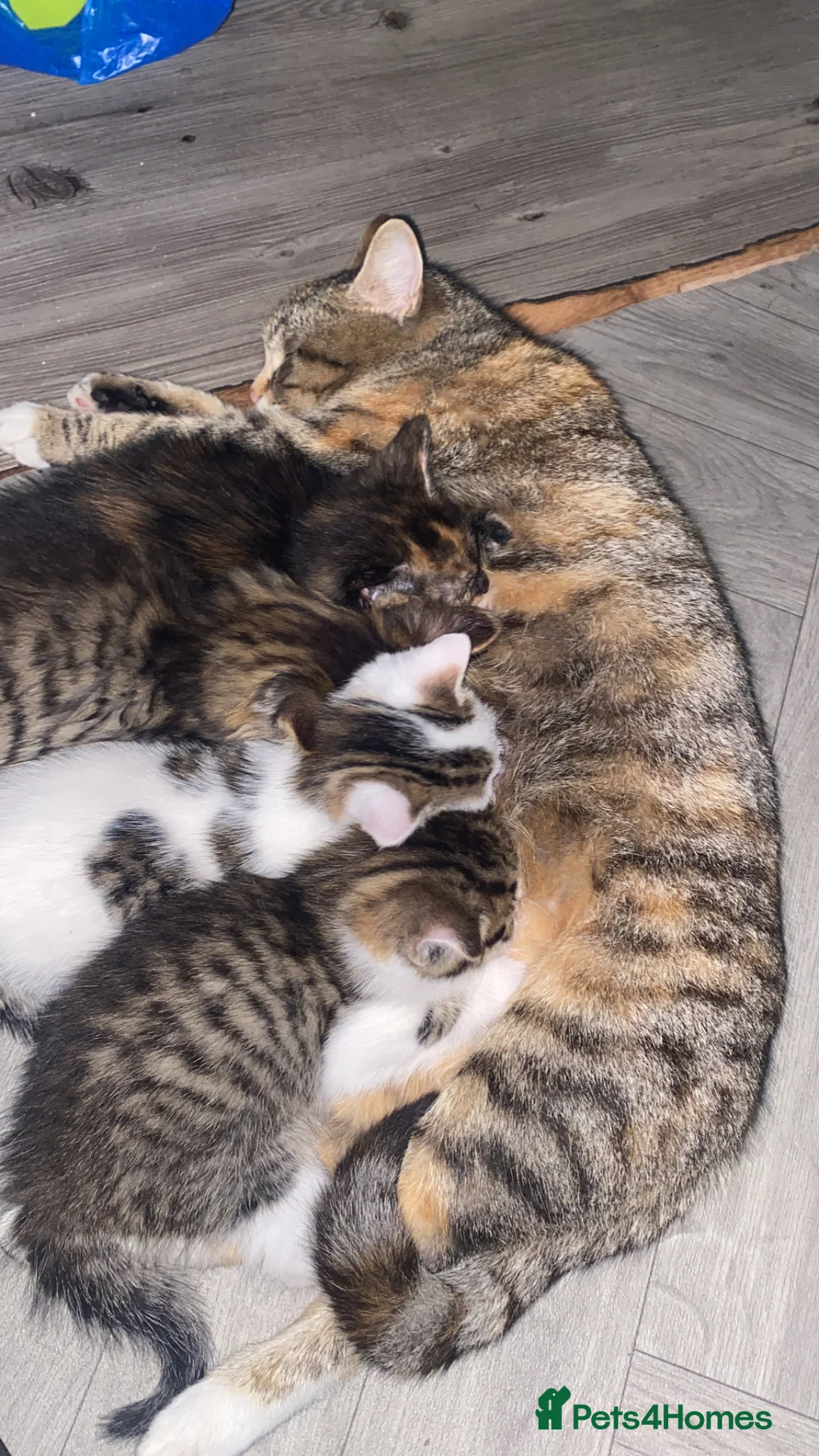 Mixed Breed cats for sale: 3 beautiful cats ready to leave ❤️ - Advert 2