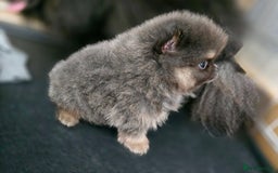 Pomeranian dogs for sale: True to type blue and chocolate boy - Image 19