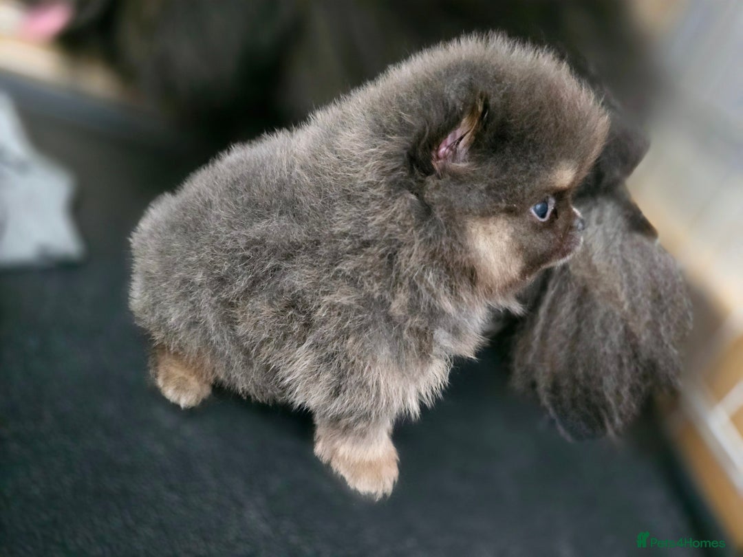 Pomeranian dogs for sale: True to type blue and chocolate boy - Image 19