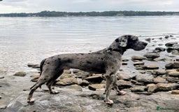 Great Dane dogs for sale: Beautiful Merle Female Great Dane  - Image 4