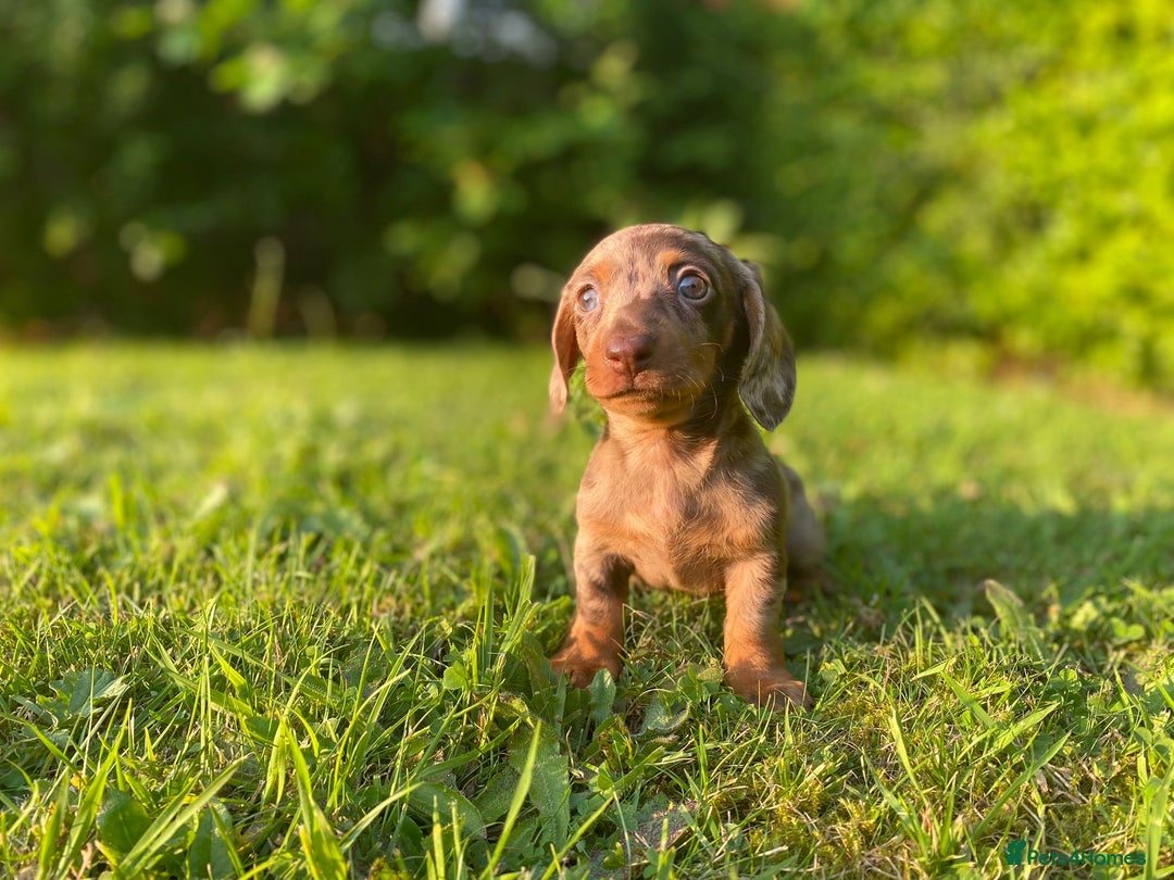 Miniature Dachshund dogs for sale: 3 x KC Chocolate Dapple girls - Image 5