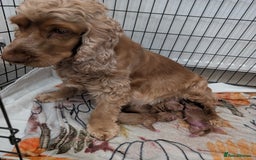 Cocker Spaniel dogs for sale: 🐾pedigree Show cocker spaniel🐾 - Image 21