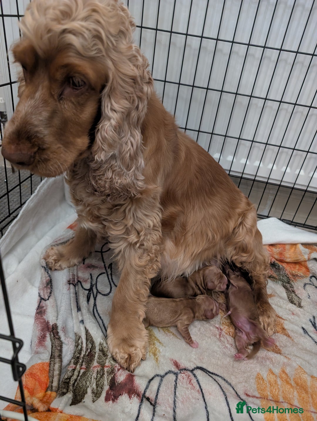 Cocker Spaniel dogs for sale: 🐾pedigree Show cocker spaniel🐾 - Image 21
