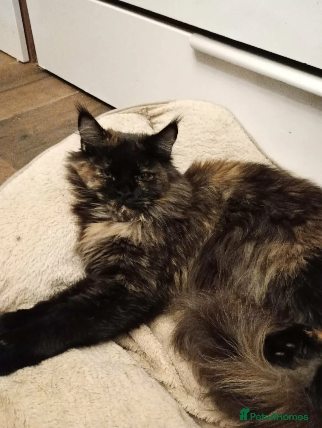 Maine Coon cats for sale: Maine Coon - Advert 2