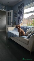 Mixed Breed dogs - Advert 2