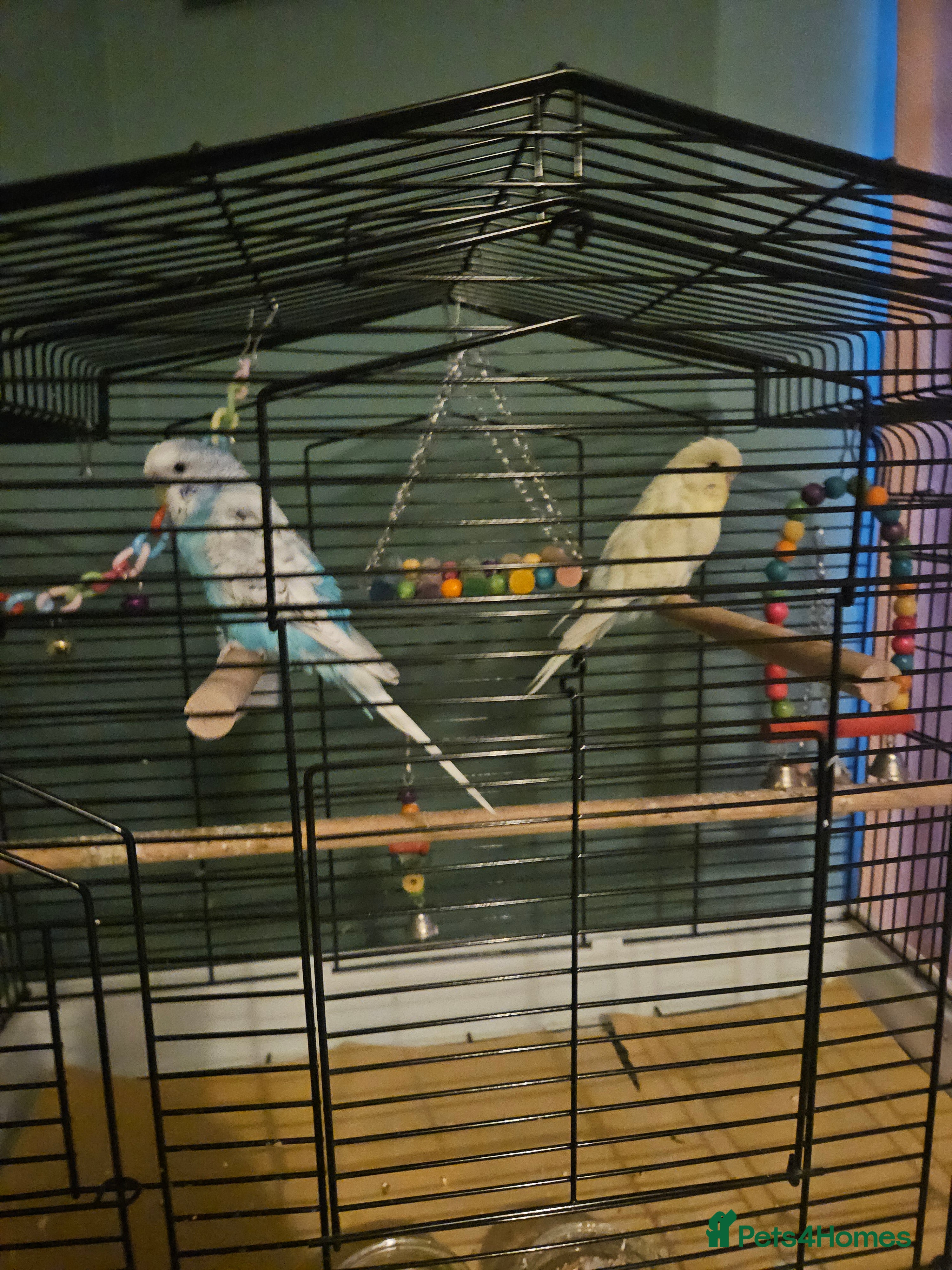 Budgerigars birds Pair of budgies with cage  in Wallasey - Advert 1