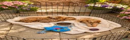 Mixed Breed dogs for sale: Fun little poodle pups - Advert 4