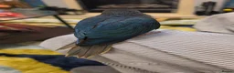 Conures birds for sale: Handreared Tame Conures - Advert 5