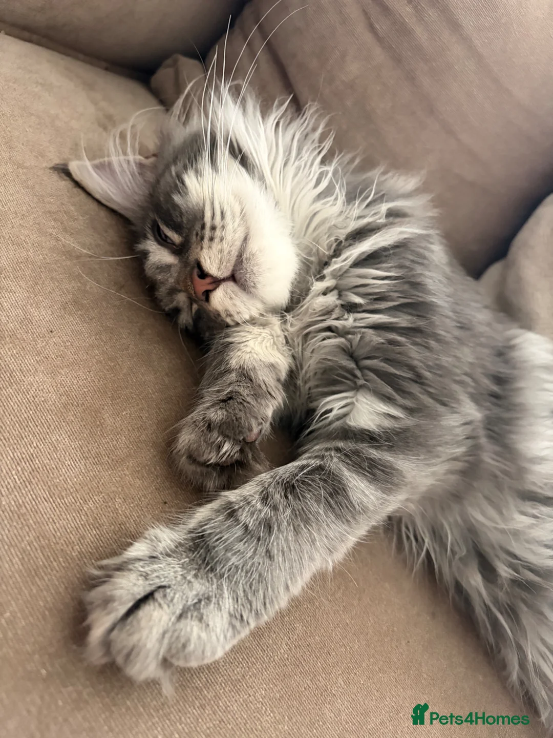 Maine Coon cats for sale: Maine Coon - Advert 2