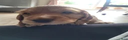 Cocker Spaniel dogs for sale: ​Gorgeous Cocker Spaniel Puppies Sna health tested - Advert 3