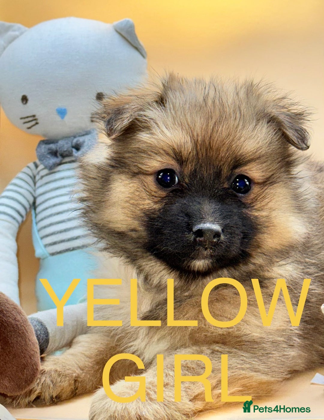 Pomeranian dogs for sale: 6 Adorable Mini/Tiny/ Fluffy Pomeranian Puppies  - Advert 15