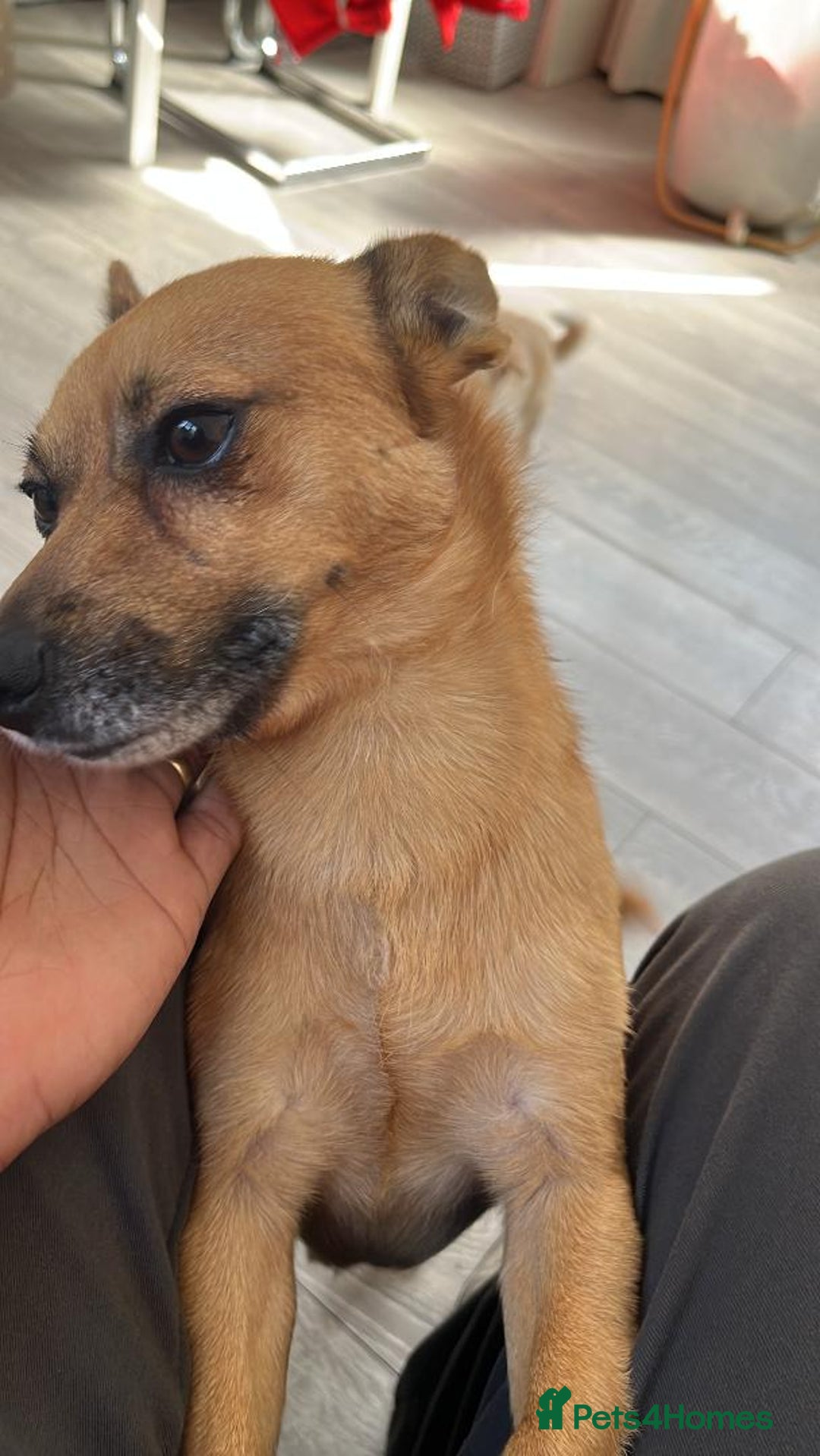 Mixed Breed dogs for sale: Jack Russell Pomeranian mixed breed - Advert 1