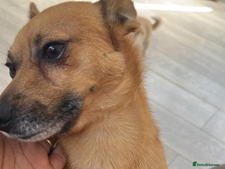 Mixed Breed dogs Jack Russell Pomeranian mixed breed - Advert 1