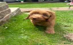 Cockapoo dogs for sale: READY NOW red cockapoos  - Image 6