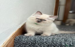 Ragdoll cats for sale: 🐾 Beautiful Blue Point Ragdoll Kittens 🐾 - Image 5