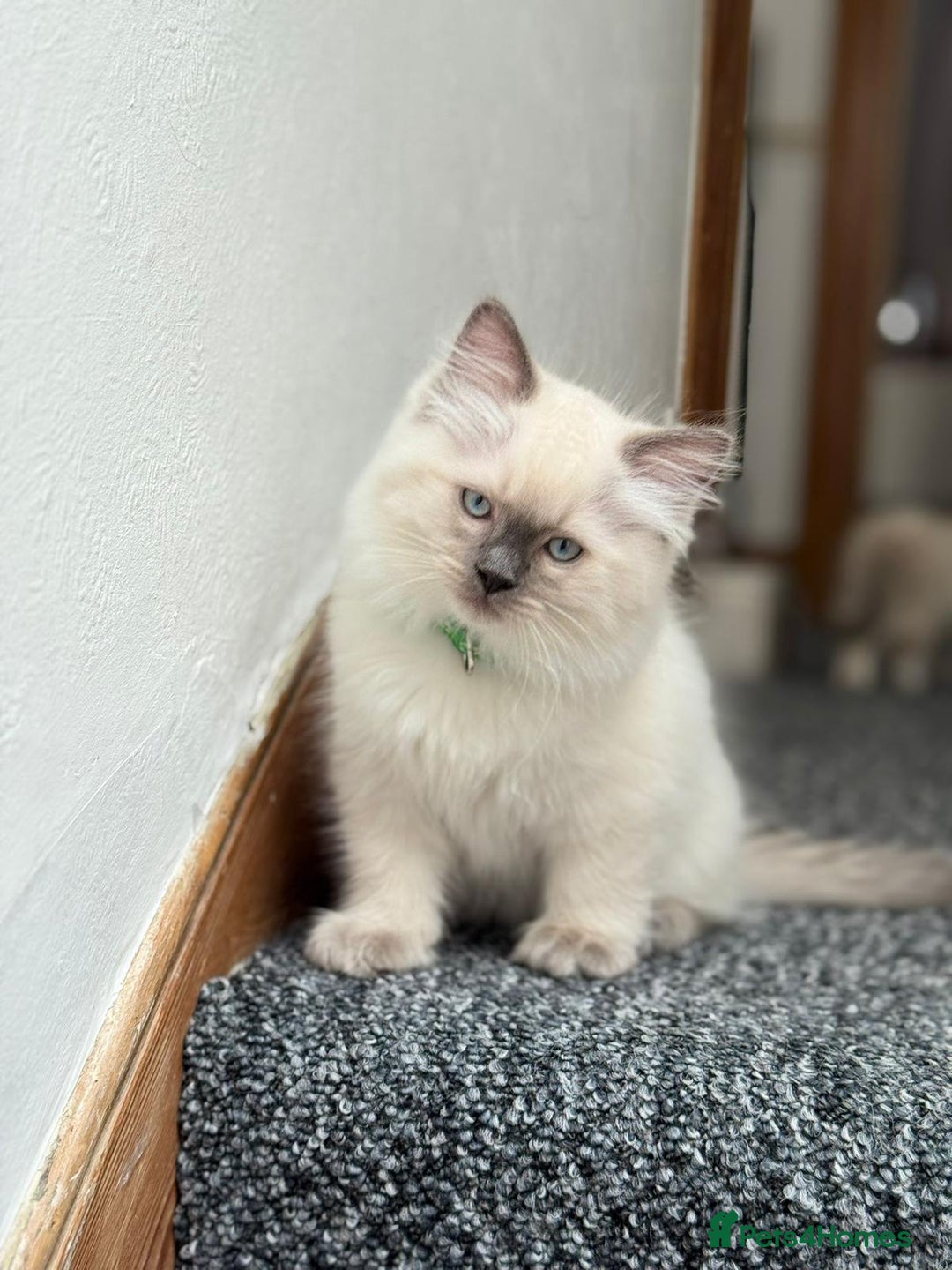 Ragdoll cats for sale: 🐾 Beautiful Blue Point Ragdoll Kittens 🐾 - Image 5
