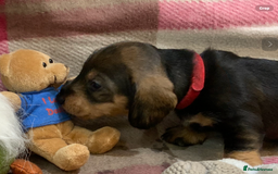 Dachshund dogs for sale: KC reg Standard Wire Haired Dachshunds - Image 6