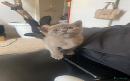 Burmese cats for sale: Beautiful blue Burmese kittens  - Image 4
