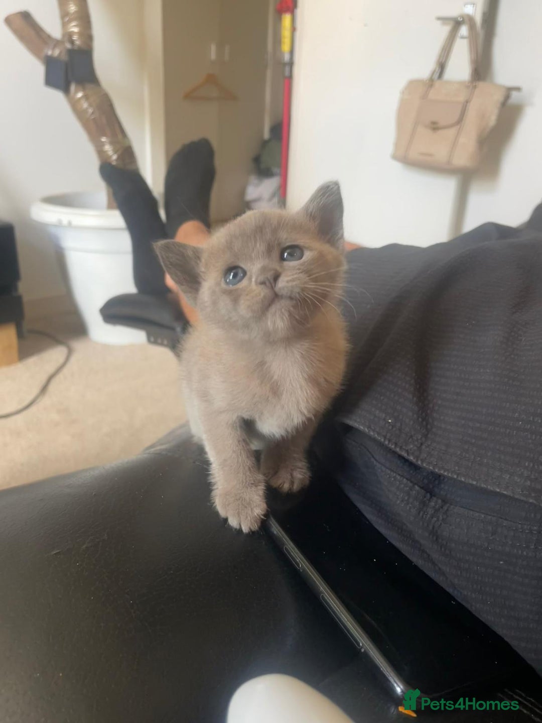 Burmese cats for sale: Beautiful blue Burmese kittens  - Image 4