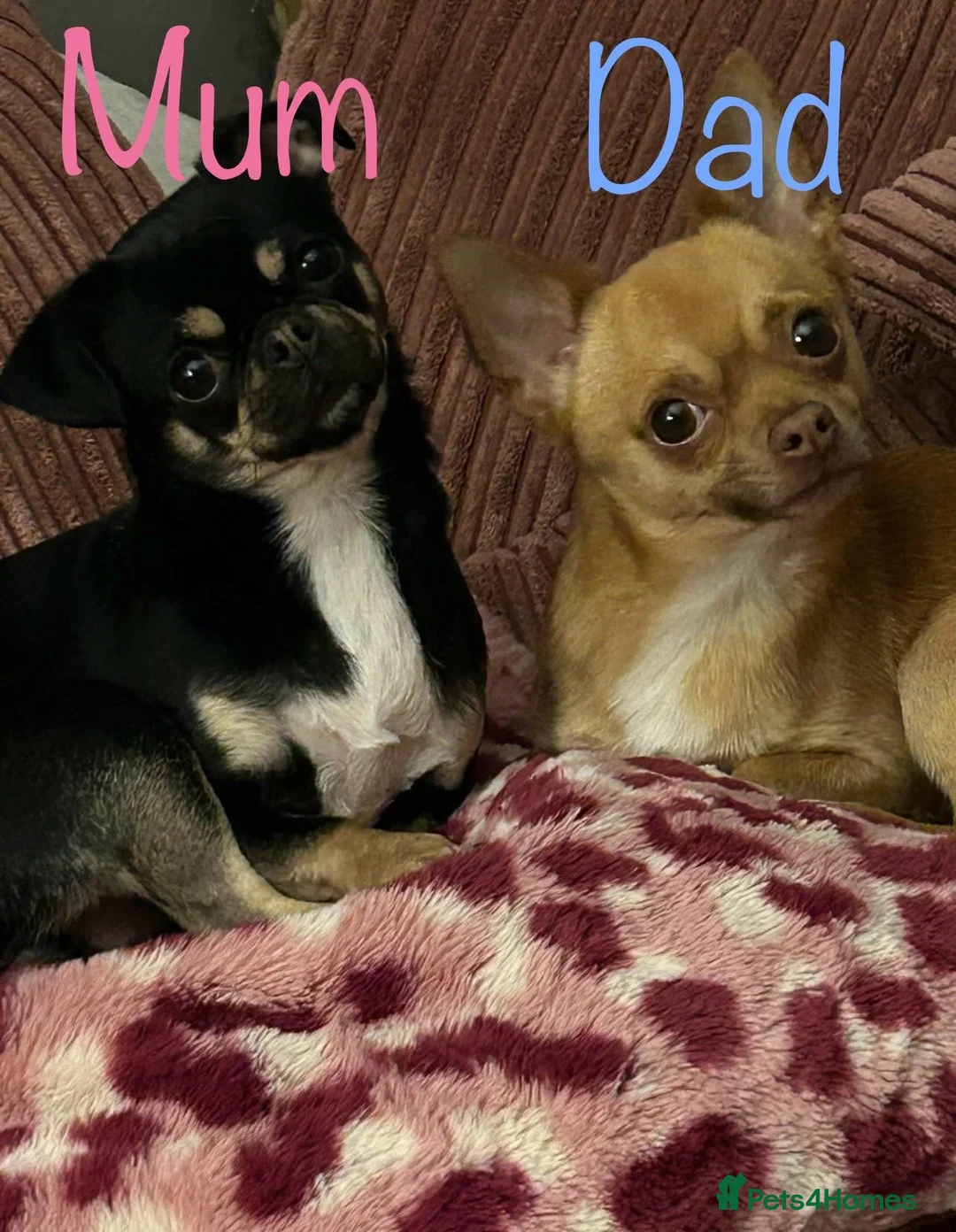 Chug dogs for sale: 2 female chug puppies - Advert 3