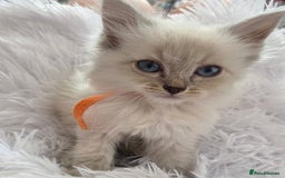 Siberian cats for sale: GCCF champion bloodline siberian nevas - Image 4