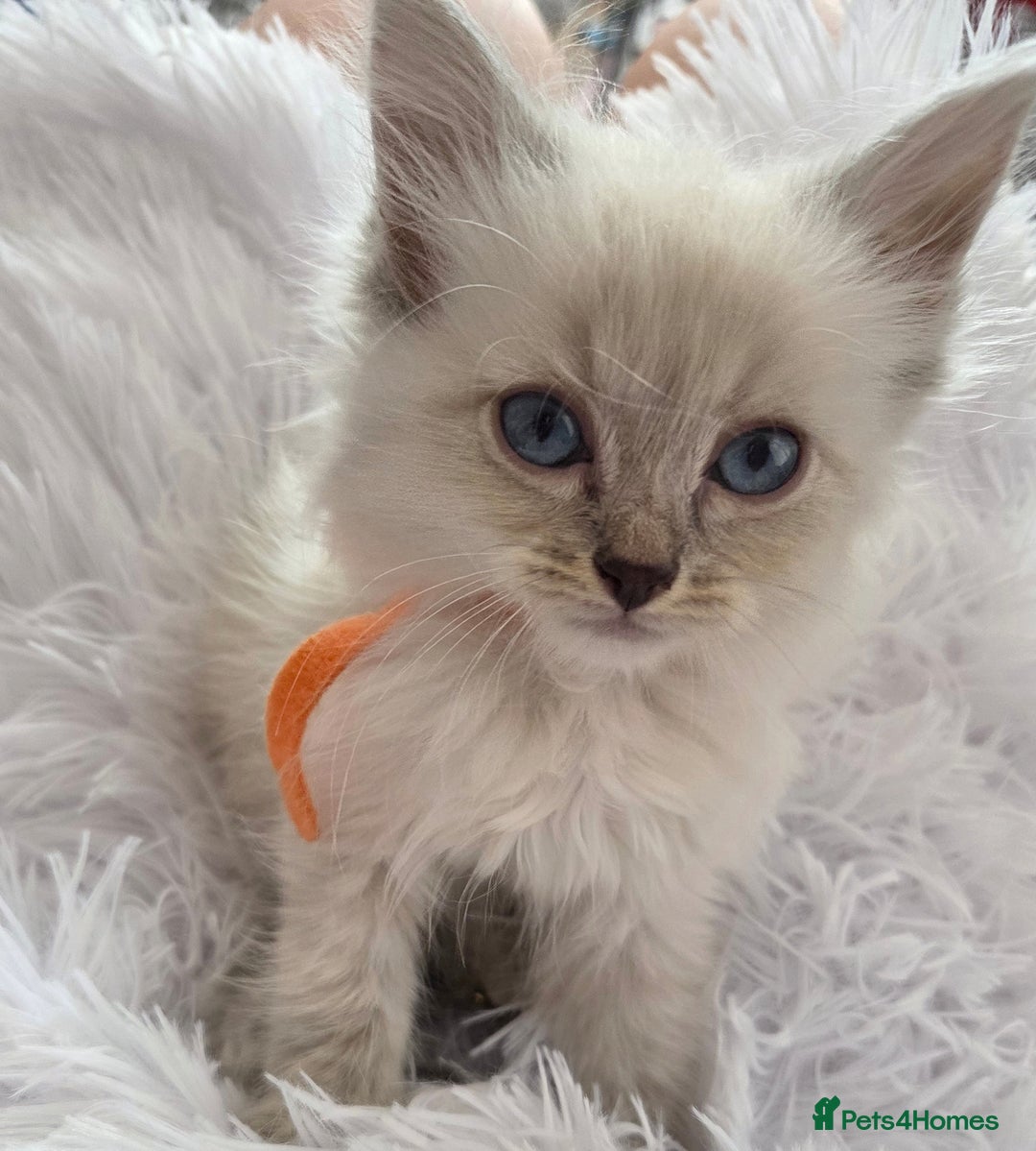 Siberian cats for sale: GCCF champion bloodline siberian nevas - Image 4