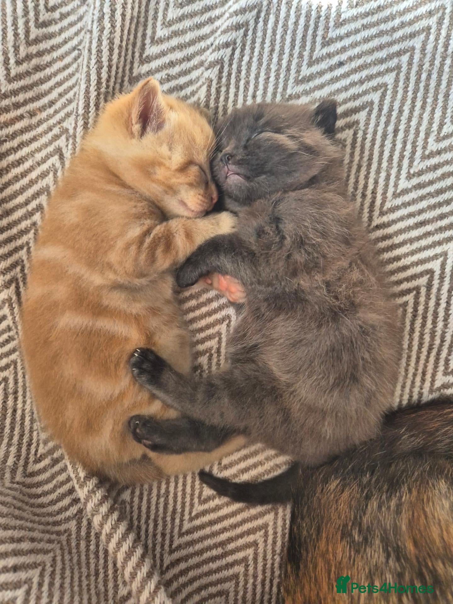 Mixed Breed cats Beautiful orange and grey/chocolate male kittens - Advert 11