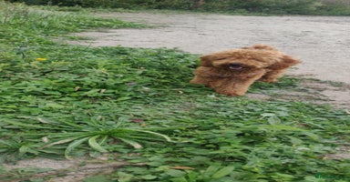 Toy Poodle dogs - Advert 12