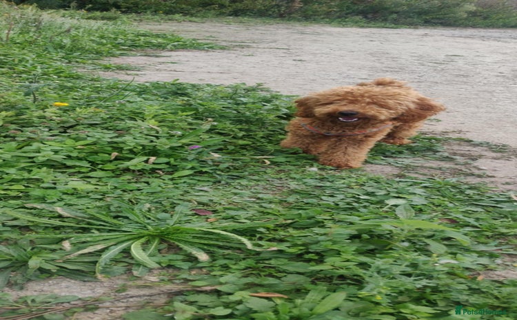 Toy Poodle dogs - Advert 11