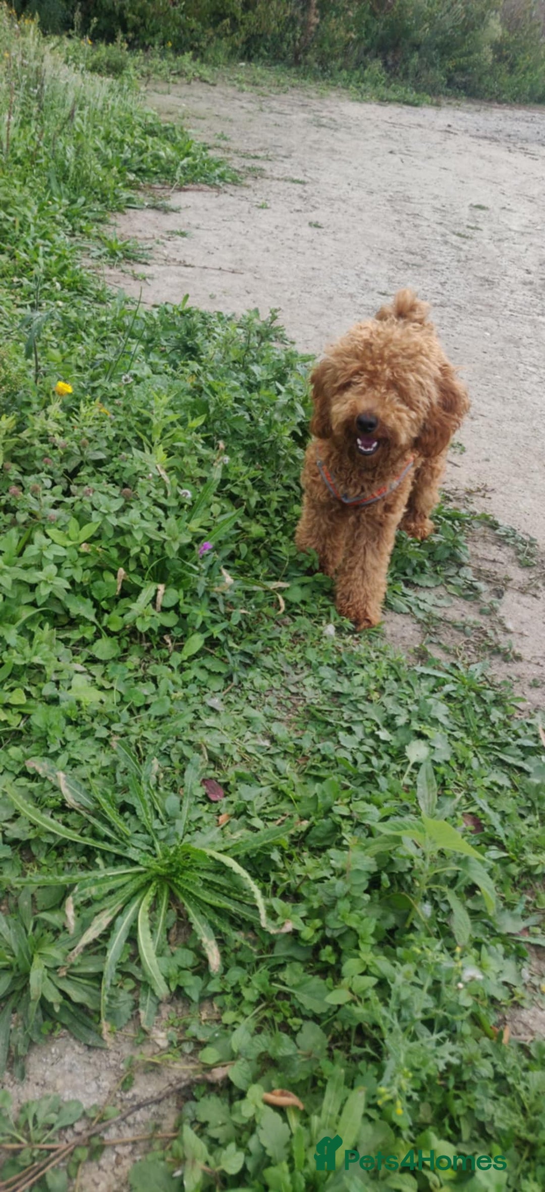 Toy Poodle dogs for sale: Red Toy poodle 7month Kc - Image 1