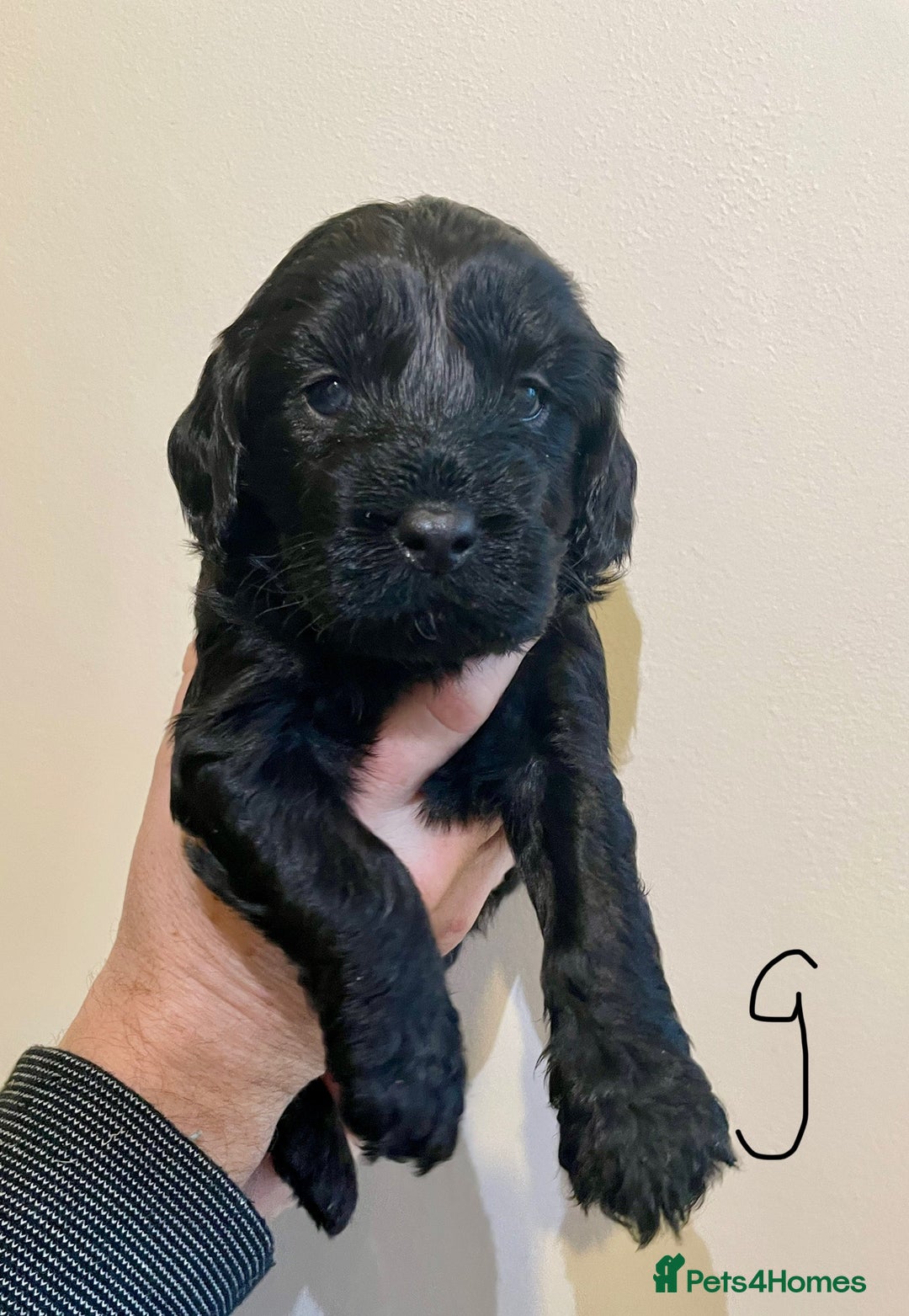 Cockapoo dogs for sale: Beautiful F1 Cockapoos - Advert 7