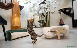 Bengal cats for sale: Top quality Bengal Girl- TICA reg.- AVAILABLE NOW - Advert 15