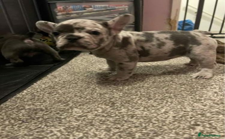 French Bulldog dogs - Advert 16