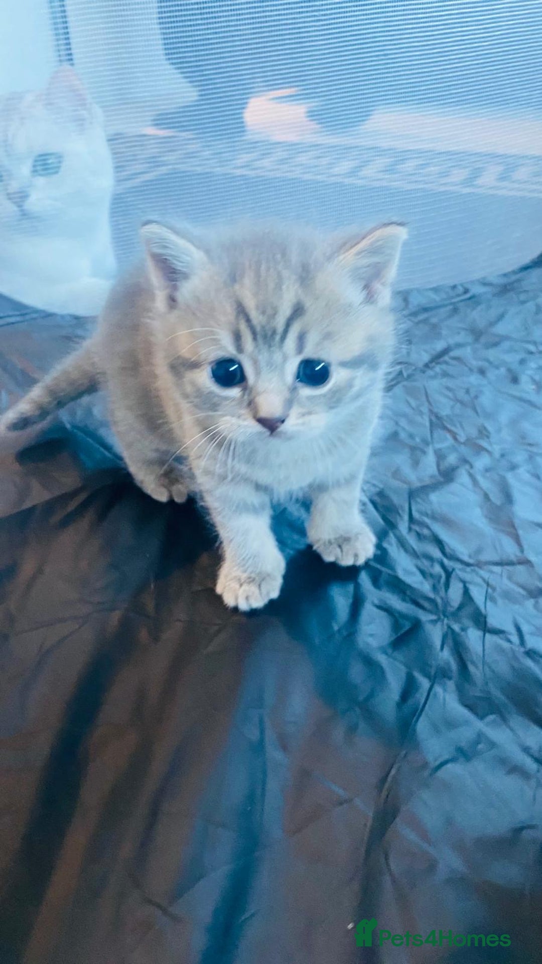 British Shorthair cats for sale: British Short Hair Kittens - Advert 2